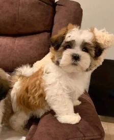 MALSHI PUPPIES - Photo 4