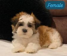 MALSHI PUPPIES - Photo 5
