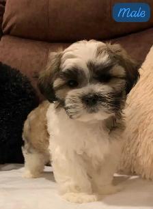 MALSHI PUPPIES - Photo 6
