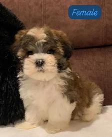 MALSHI PUPPIES - Photo 7