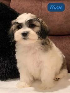 MALSHI PUPPIES - Photo 8