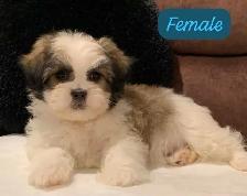 MALSHI PUPPIES - Photo 9