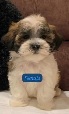 MALSHI PUPPIES - Photo 10