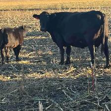 cow/calf pair