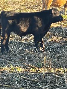 cow/calf pair - Photo 2