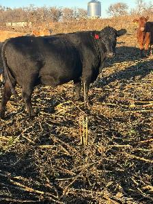 cow/calf pair - Photo 3