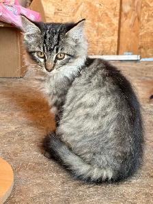 Female kitten-docile