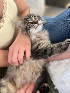 Female kitten-docile - Photo 3
