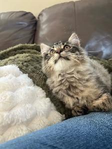 Female kitten-docile - Photo 4