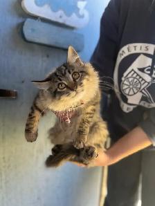 Female kitten-docile - Photo 8