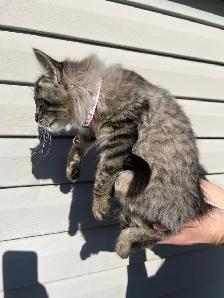 Female kitten-docile - Photo 9