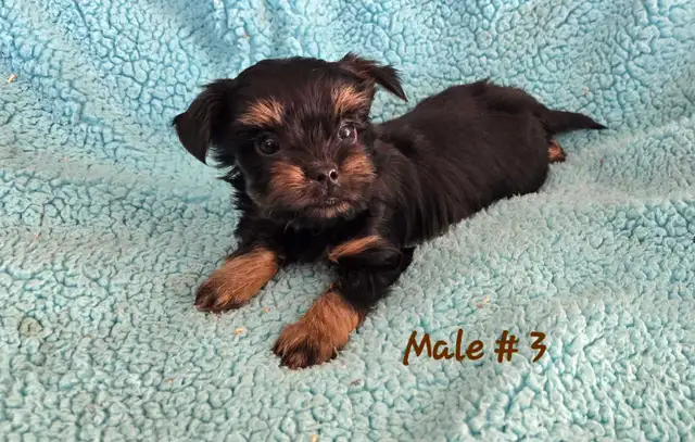 Biewer Yorkshire pups