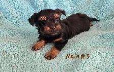 Biewer Yorkshire pups