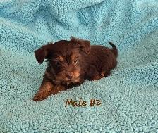 Biewer Yorkshire pups - Photo 2