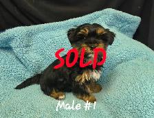 Biewer Yorkshire pups - Photo 3