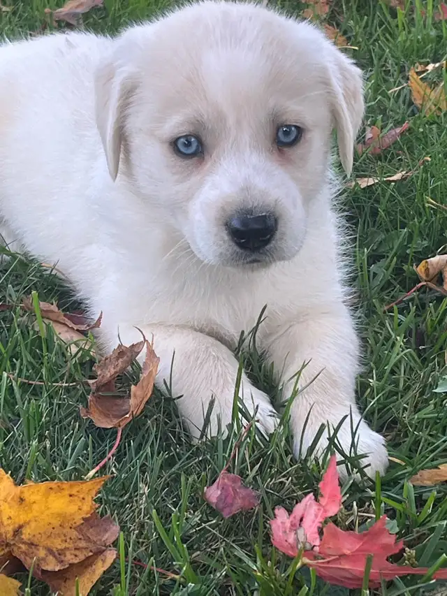chiots golden yeux bleus ( goberian), propre à l exte