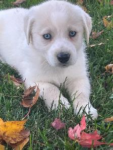 chiots golden yeux bleus ( goberian), propre à l exte