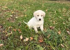 chiots golden yeux bleus ( goberian), propre à l exte - Photo 2