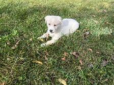 chiots golden yeux bleus ( goberian), propre à l exte - Photo 3