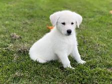 chiots golden yeux bleus ( goberian), propre à l exte - Photo 5