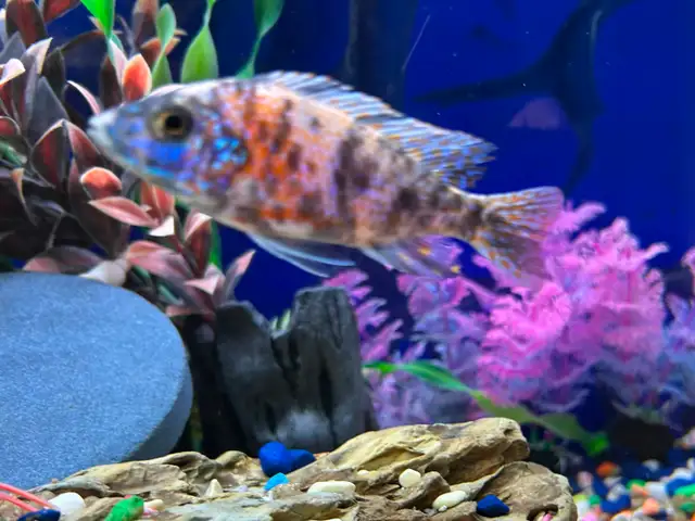 Poissons Cyclidee africain bébé à $5 à Repentigny 514-607-7993