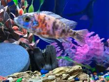 Poissons Cyclidee africain bébé à $5 à Repentigny 514-607-7993