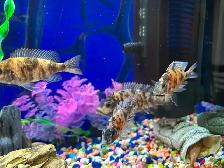 Poissons Cyclidee africain bébé à $5 à Repentigny 514-607-7993 - Photo 2