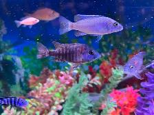 Poissons Cyclidee africain bébé à $5 à Repentigny 514-607-7993 - Photo 5