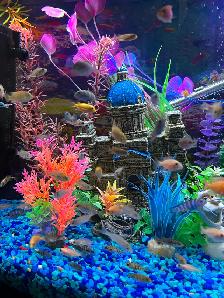 Poissons Cyclidee africain bébé à $5 à Repentigny 514-607-7993 - Photo 8