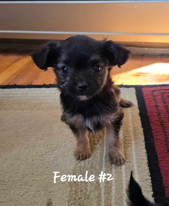Maltshi/Yorkshire female  pup