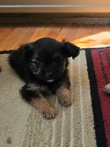 Maltshi/Yorkshire female  pup - Photo 2