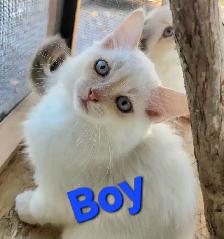 Ragdoll Kittens - Photo 3