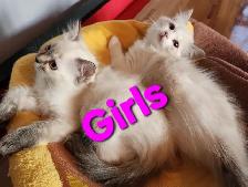 Ragdoll Kittens - Photo 5
