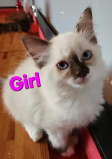Ragdoll Kittens - Photo 7