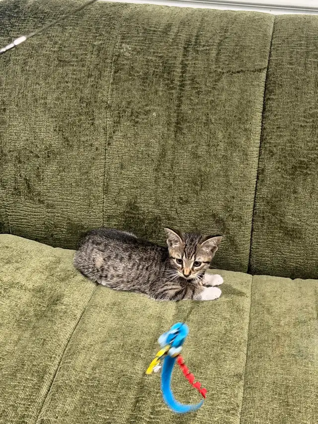 kitten for rehoming
