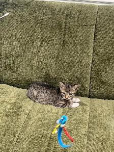 kitten for rehoming