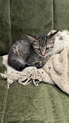 kitten for rehoming - Photo 2