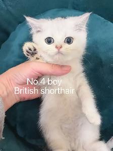 @@ 2 month old silver shaded British shorthair kittens @@ - Photo 3