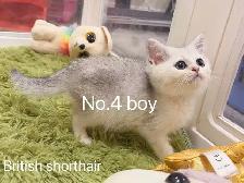@@ 2 month old silver shaded British shorthair kittens @@ - Photo 5