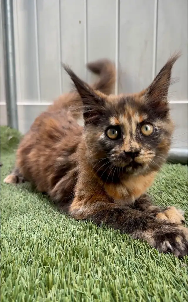 Purebred Maine Coon Kittens – Now Open for Reservation!