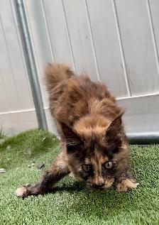 Purebred Maine Coon Kittens – Now Open for Reservation! - Photo 8