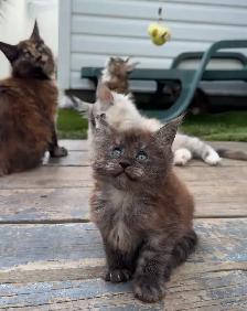 Purebred Maine Coon Kittens – Now Open for Reservation! - Photo 10