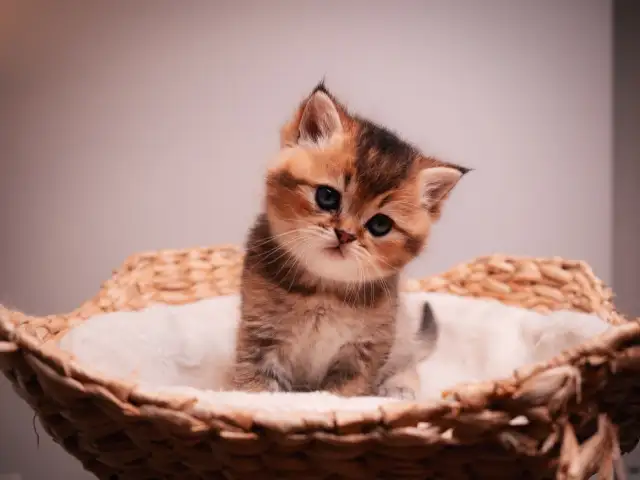 ✨British Shorthair Kittens✨