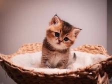 ✨British Shorthair Kittens✨