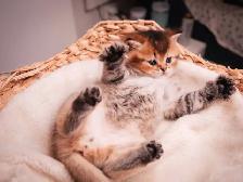 ✨British Shorthair Kittens✨ - Photo 2