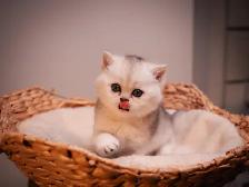 ✨British Shorthair Kittens✨ - Photo 3
