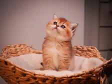 ✨British Shorthair Kittens✨ - Photo 4