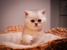 ✨British Shorthair Kittens✨ - Photo 5