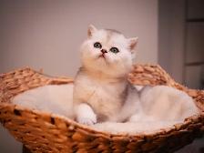 ✨British Shorthair Kittens✨ - Photo 6