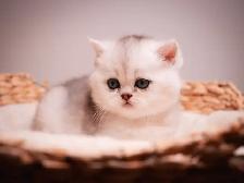 ✨British Shorthair Kittens✨ - Photo 7